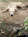 DogÃ¢â¬â¢s Sleeping Position;Sprawled Out On The Tummy